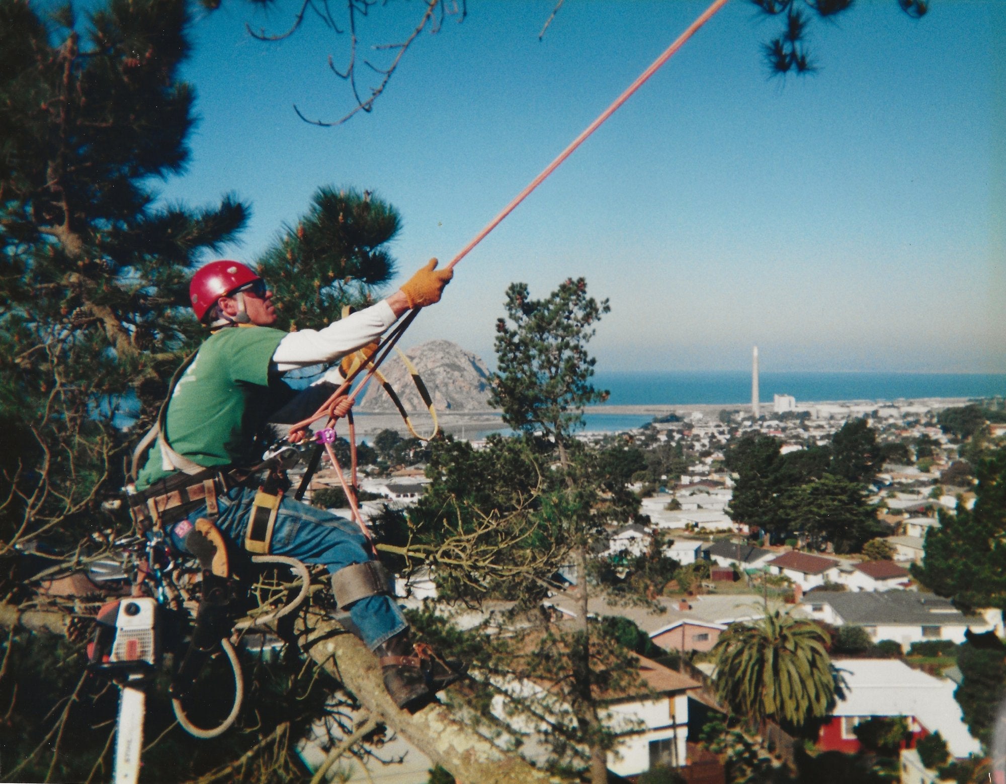 Greenvale Tree Company Inc.